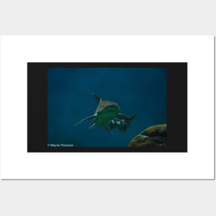 Leopard Shark Posters and Art